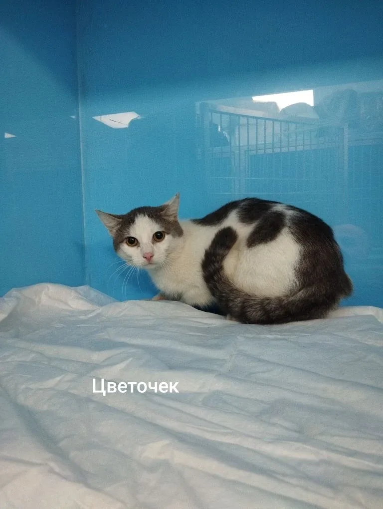 Кошка Цветочек, кот, Приют Малинки (Кожухово), Москва. Фото 1 из 2.