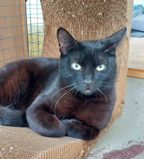 Чаки — кошка Около 5 лет, Москва