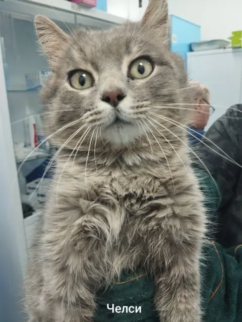 Челси — кошка, Москва