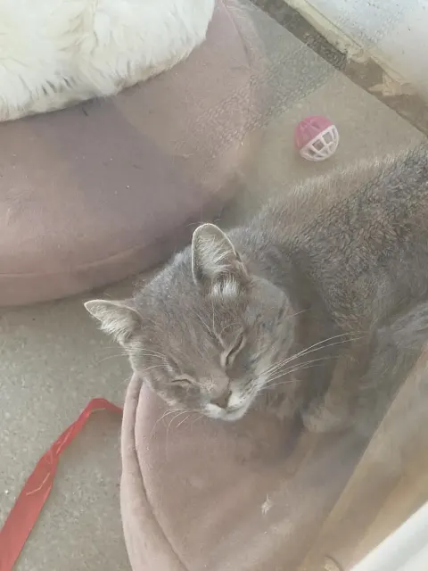 Челси — кошка Около 3 лет, Москва