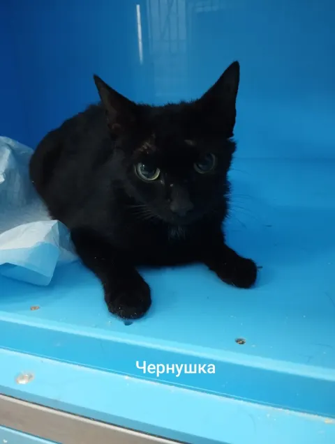 Чернушка — кошка, Москва