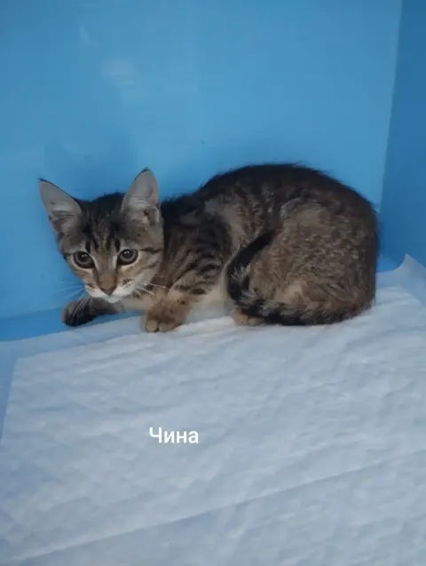 Чина — кошка, Москва