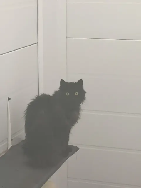 Чина — кошка 7 лет, Москва