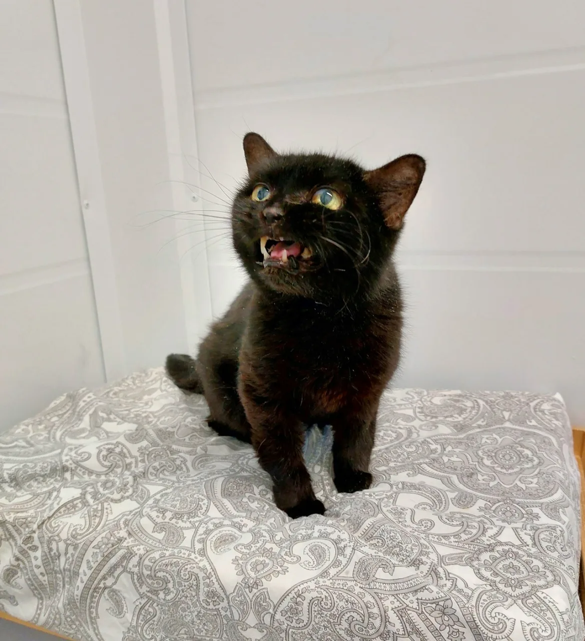 Кошка Чуня, кошка, Приют Малинки (Кожухово), Москва. Фото 1 из 1.
