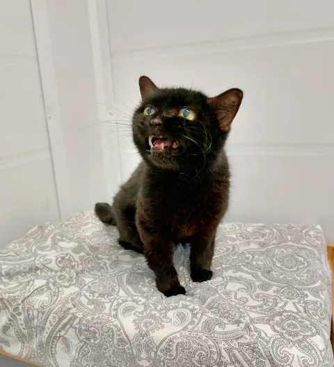 Чуня — кошка Около 8 лет, Москва