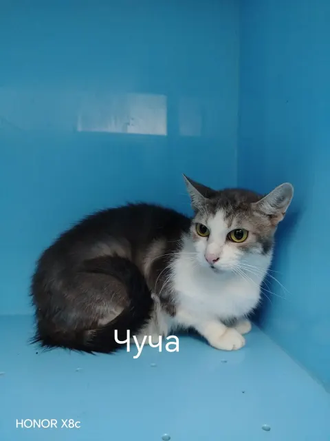 Чуча — кошка 5 лет, Москва