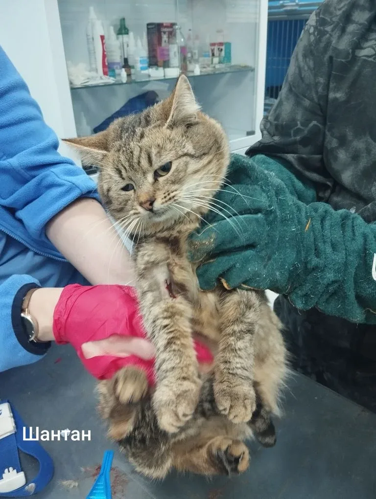 Кошка Шантан, кот, Приют Малинки (Кожухово), Москва. Фото 1 из 1.