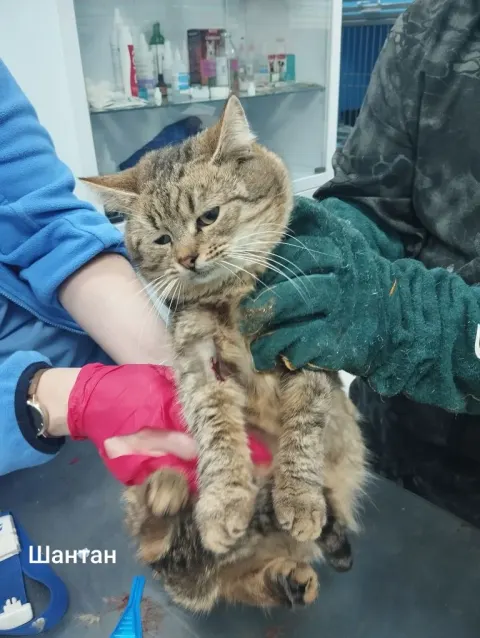Шантан — кот 2 года, Москва