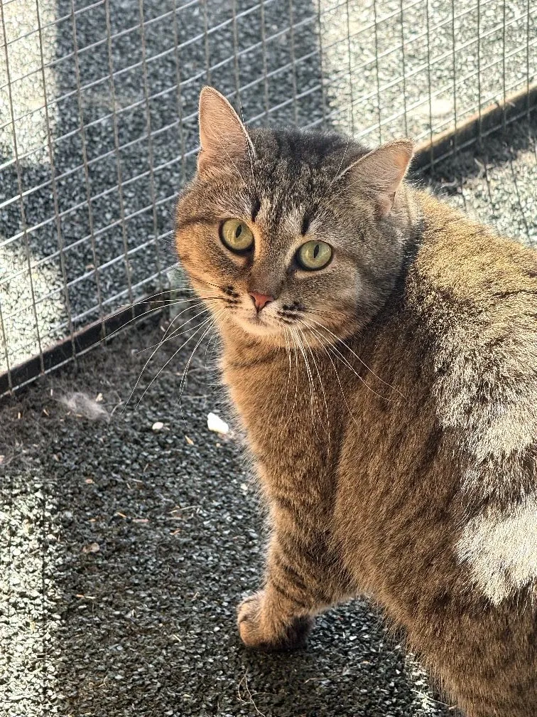 Кошка Шапокляк, кошка, Приют Малинки (Кожухово), Москва. Фото 1 из 1.
