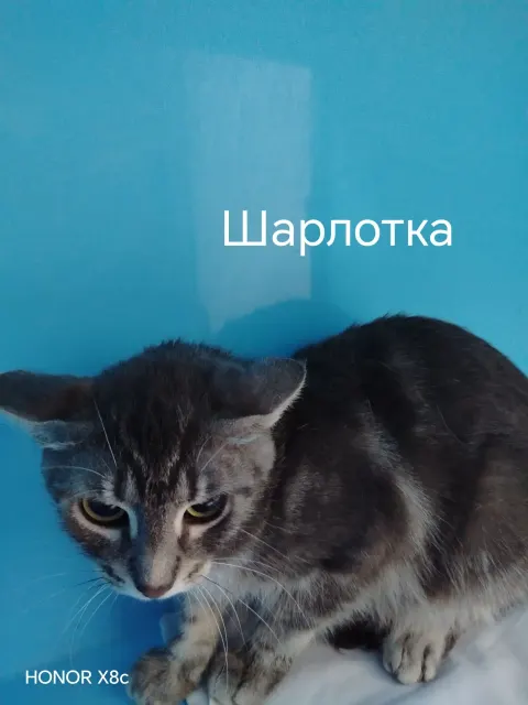 Шарлотка — кошка 6 лет, Москва