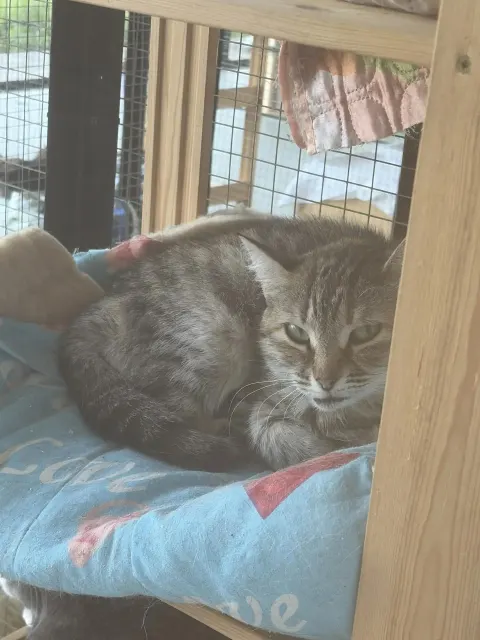 Шарлотка — кошка Около 6 лет, Москва