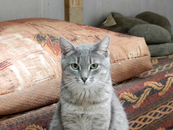 Кошка Шеги, кот, Приют Малинки (Кожухово), Москва. Фото 9 из 9.