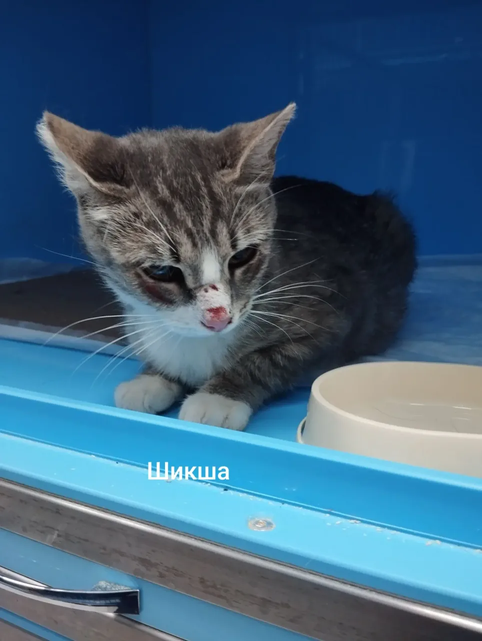 Кошка Шикша, кошка, Приют Малинки (Кожухово), Москва. Фото 1 из 1.