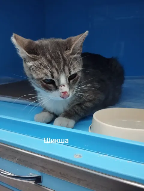 Шикша — кошка 4 года, Москва