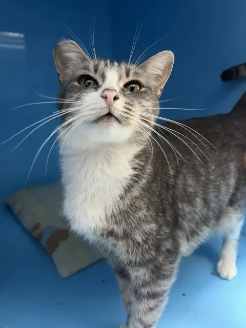 Шикша — кошка Около 4 лет, Москва