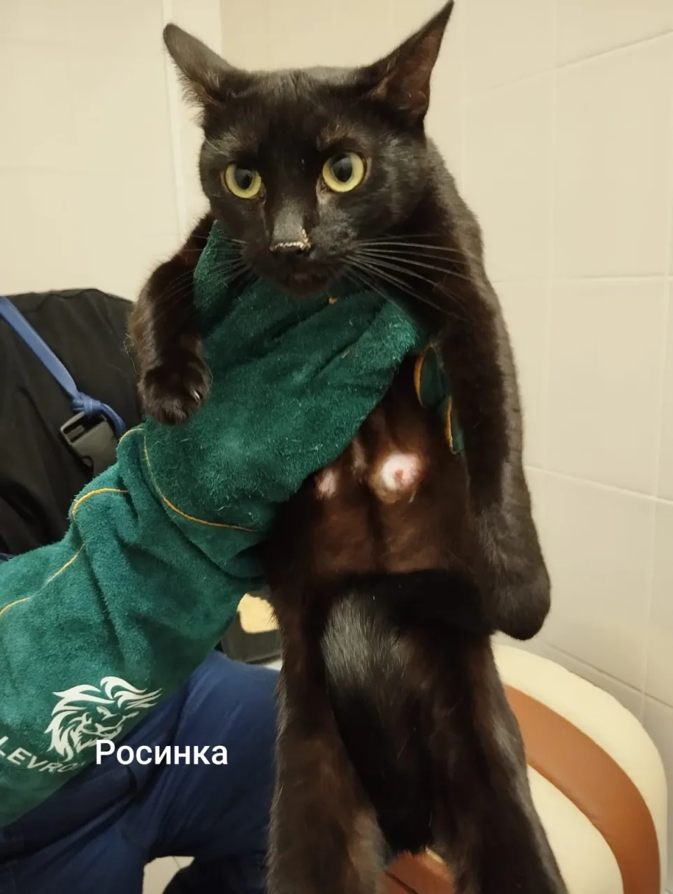 Кошка Шкода, кошка, Приют Малинки (Кожухово), Москва. Фото 1 из 1.