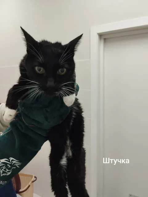 Штучка — кошка 5 лет, Москва