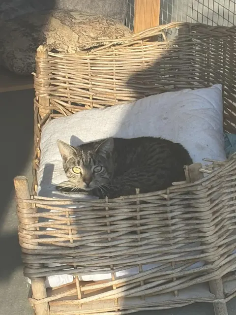 Элвис — кошка Около 1 года, Москва