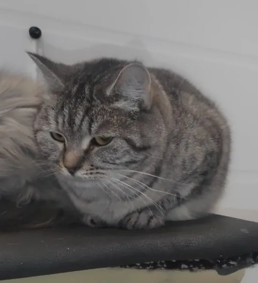 Кошка Эмилия, кошка, Приют Малинки (Кожухово), Москва. Фото 1 из 1.