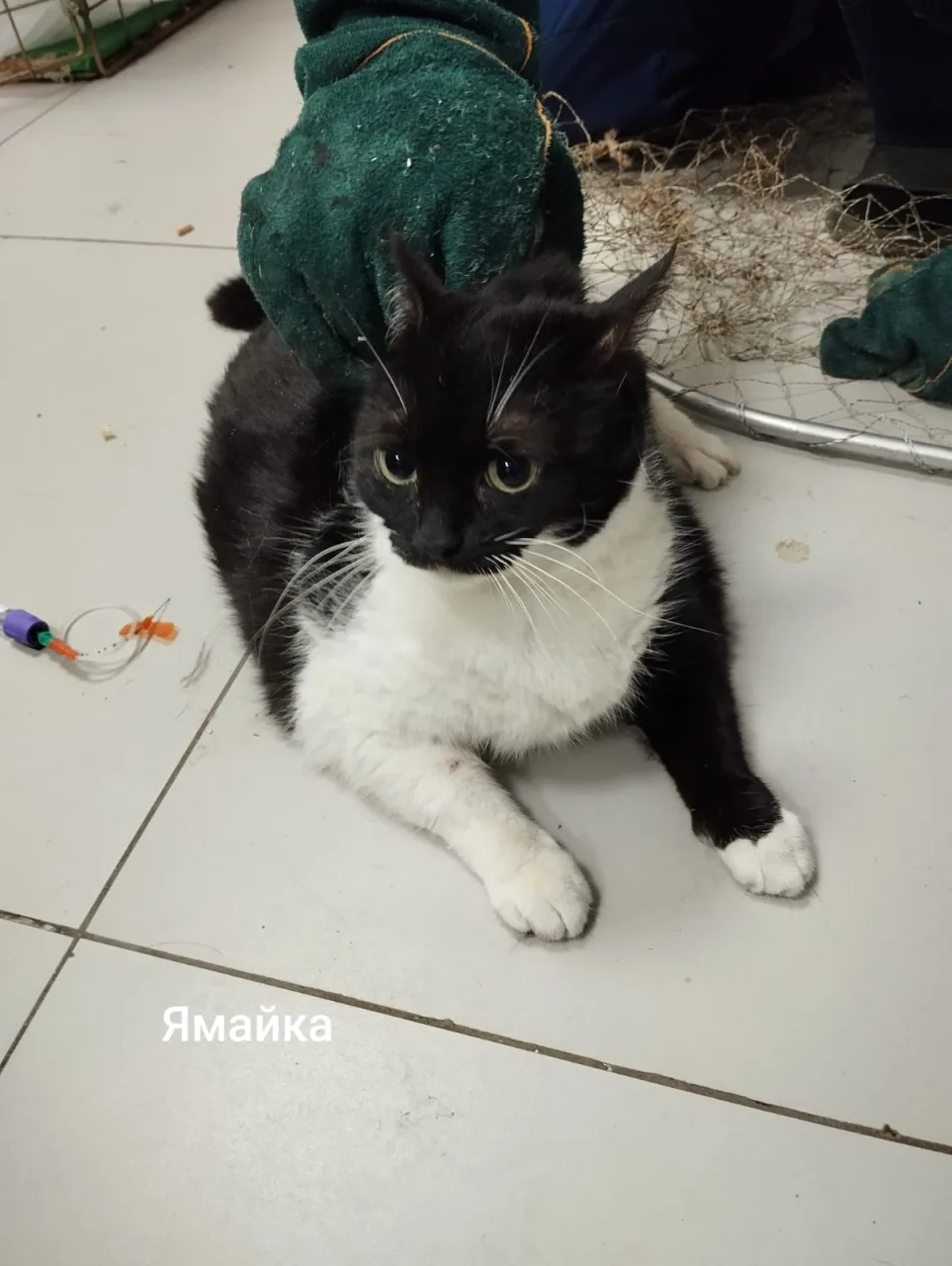 Кошка Ямайка, кошка, Приют Малинки (Кожухово), Москва. Фото 1 из 1.