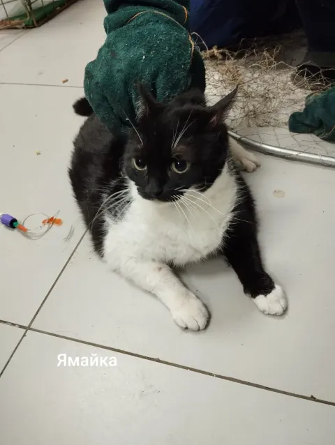 Ямайка — кошка 8 лет, Москва