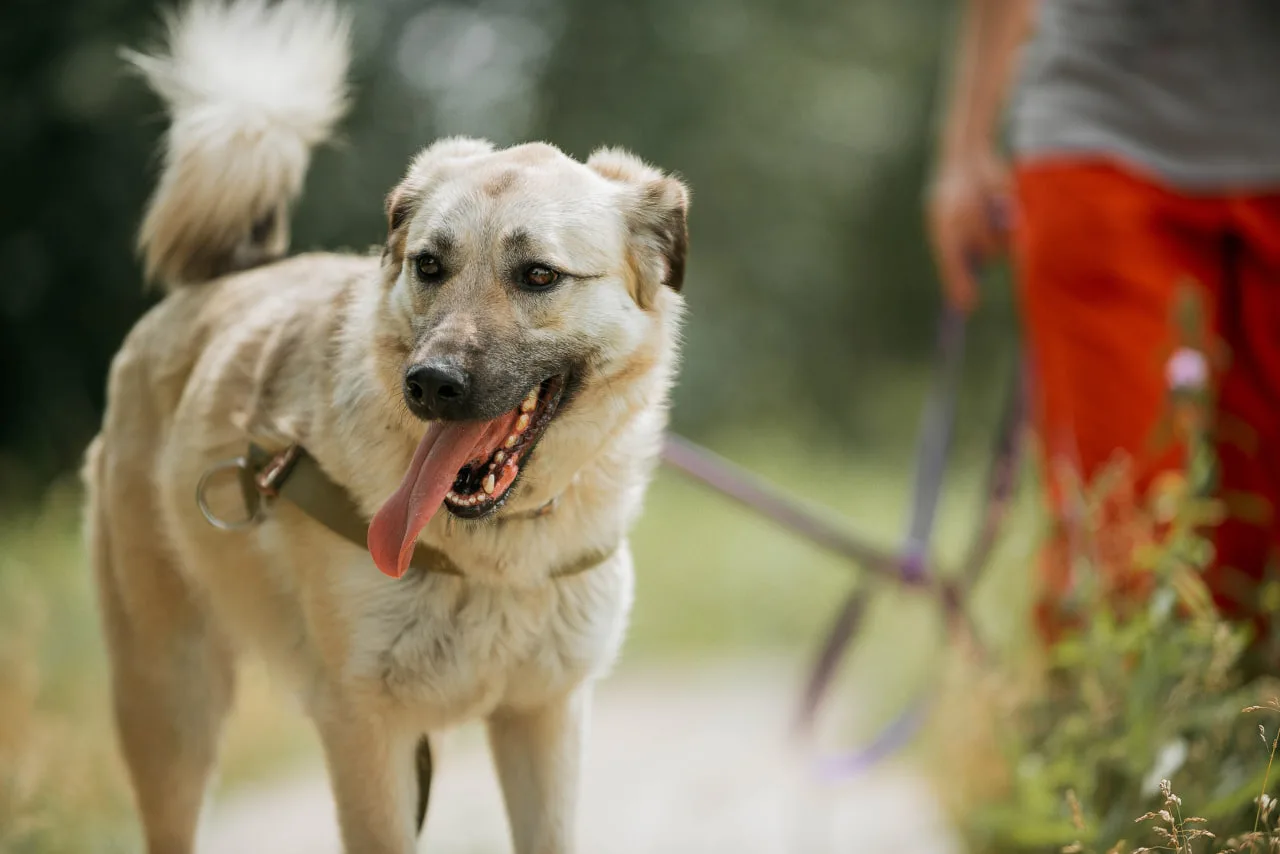 Собака Астра, сука, Приют Бирюлево, Москва. Фото 4 из 6.