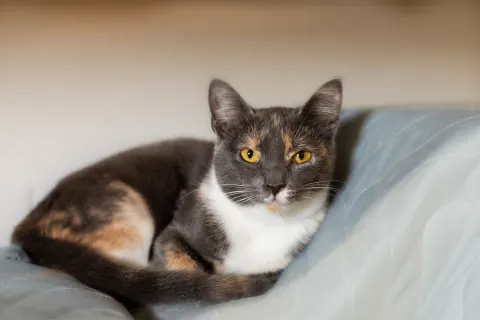 Фрея — кошка Около 2 лет, Москва