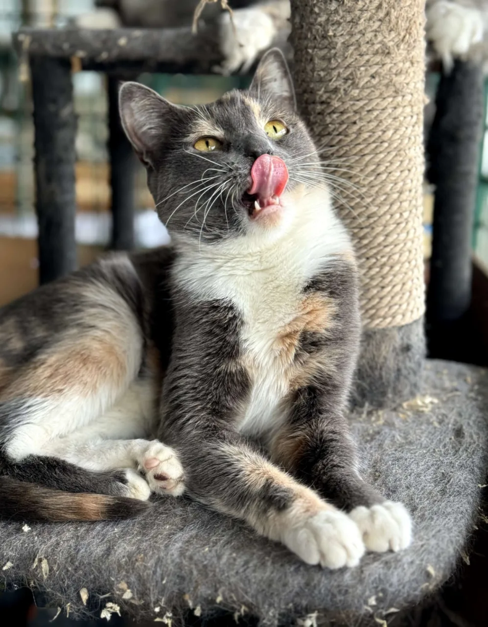Кошка Фрея, кошка, Приют Бирюлево, Москва. Фото 7 из 7.