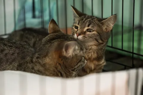 Сплюшка и Болтушка — котёнок 8 месяцев, Екатеринбург