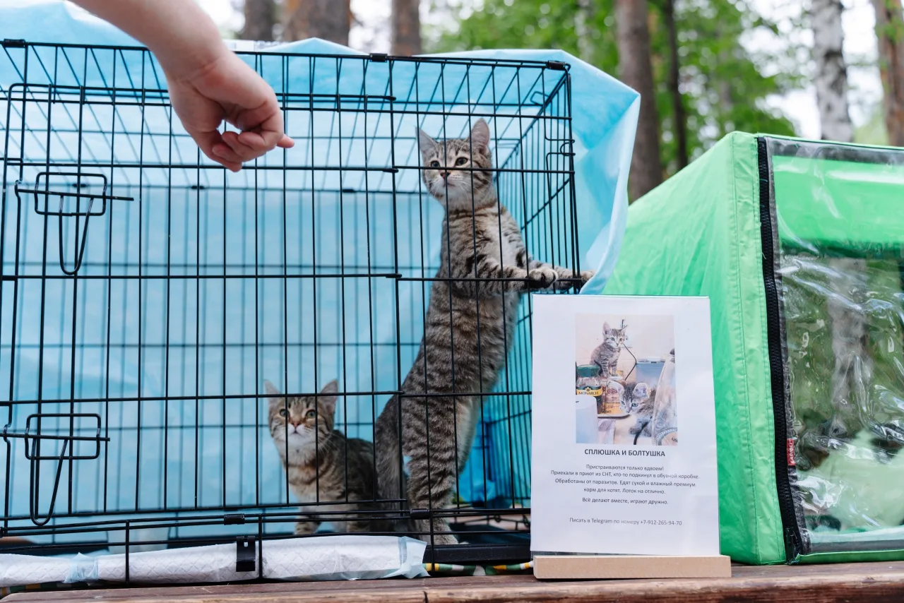 Котенок Сплюшка и Болтушка, кошка, ЗООзащита, Екатеринбург. Фото 2 из 3.