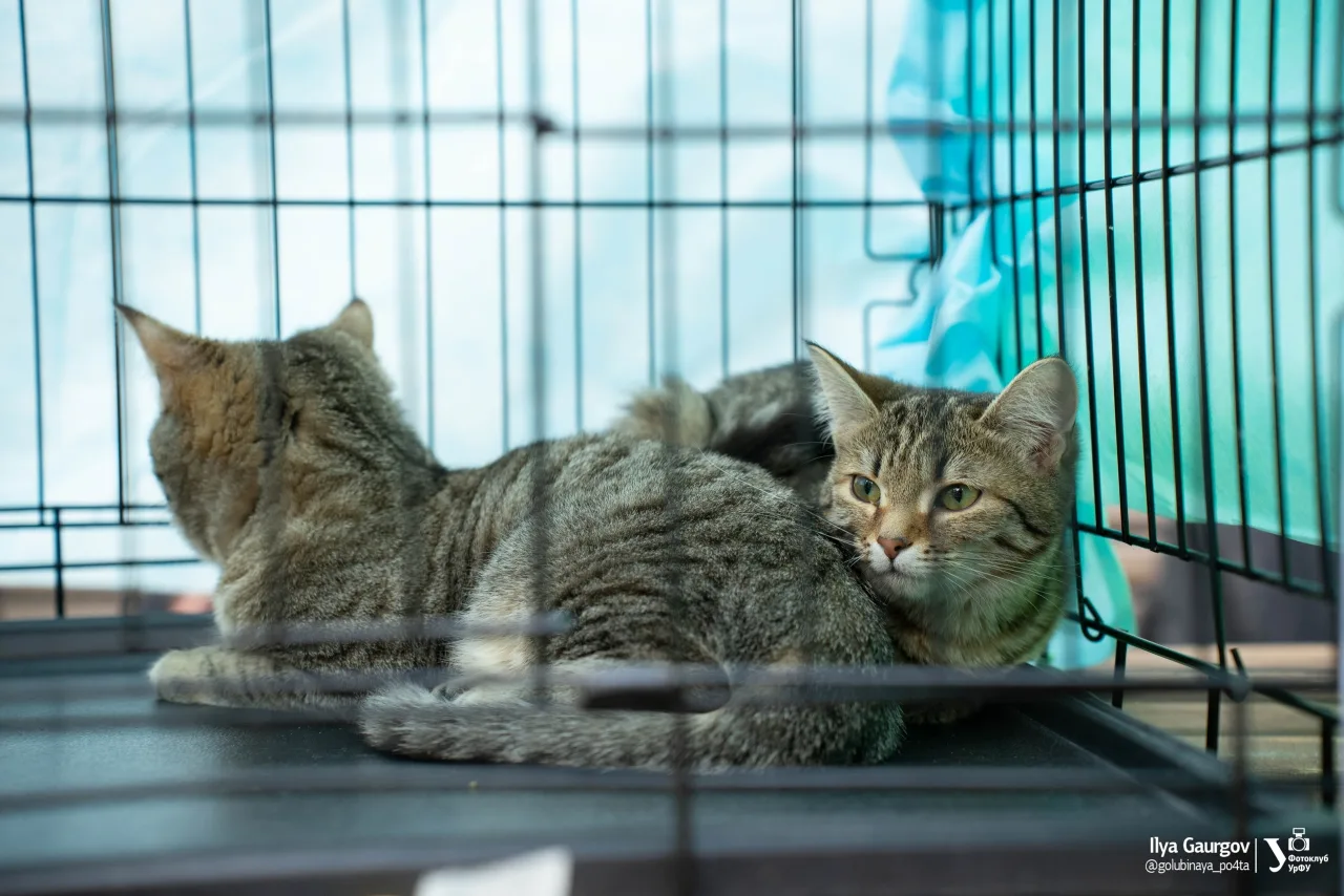 Котенок Сплюшка и Болтушка, кошка, ЗООзащита, Екатеринбург. Фото 3 из 3.