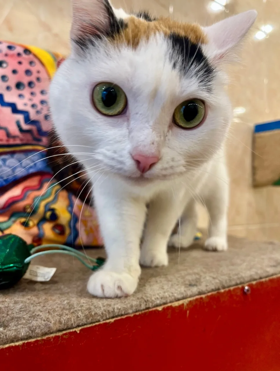 Кошка Няша, кошка, ЗООзащита, Екатеринбург. Фото 2 из 4.