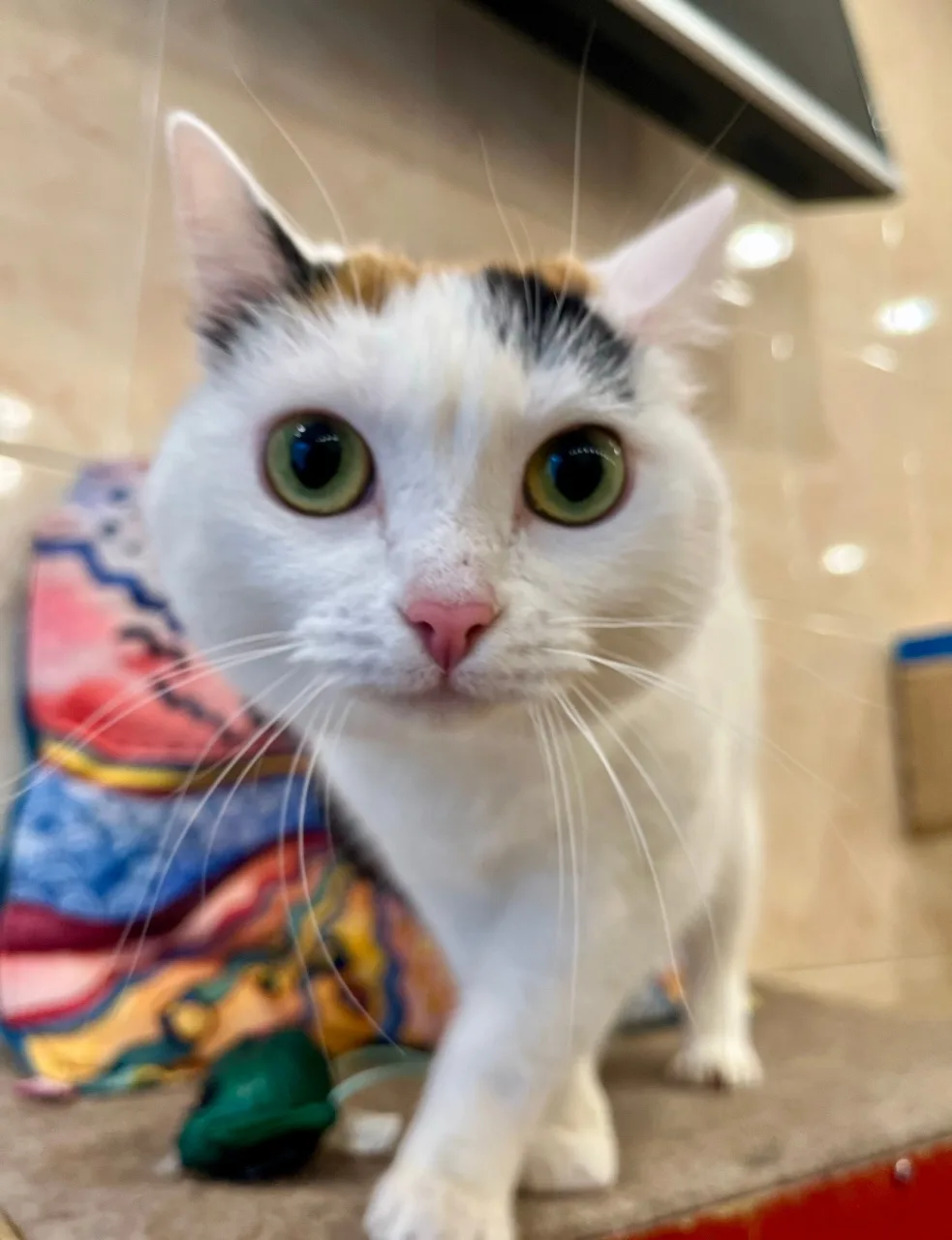 Кошка Няша, кошка, ЗООзащита, Екатеринбург. Фото 3 из 4.