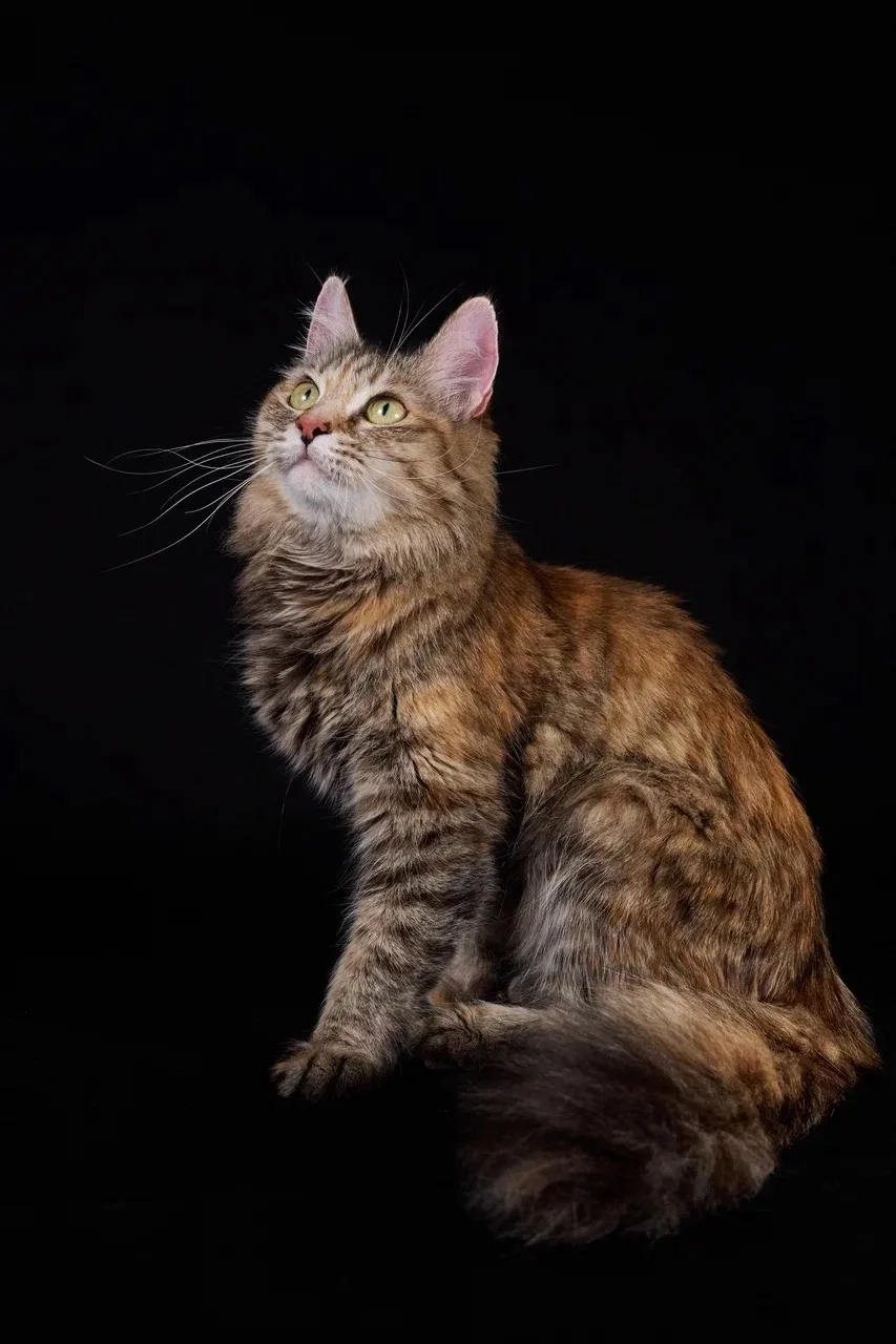 Кошка Лаванда, кошка, ЗООзащита, Екатеринбург. Фото 5 из 5.