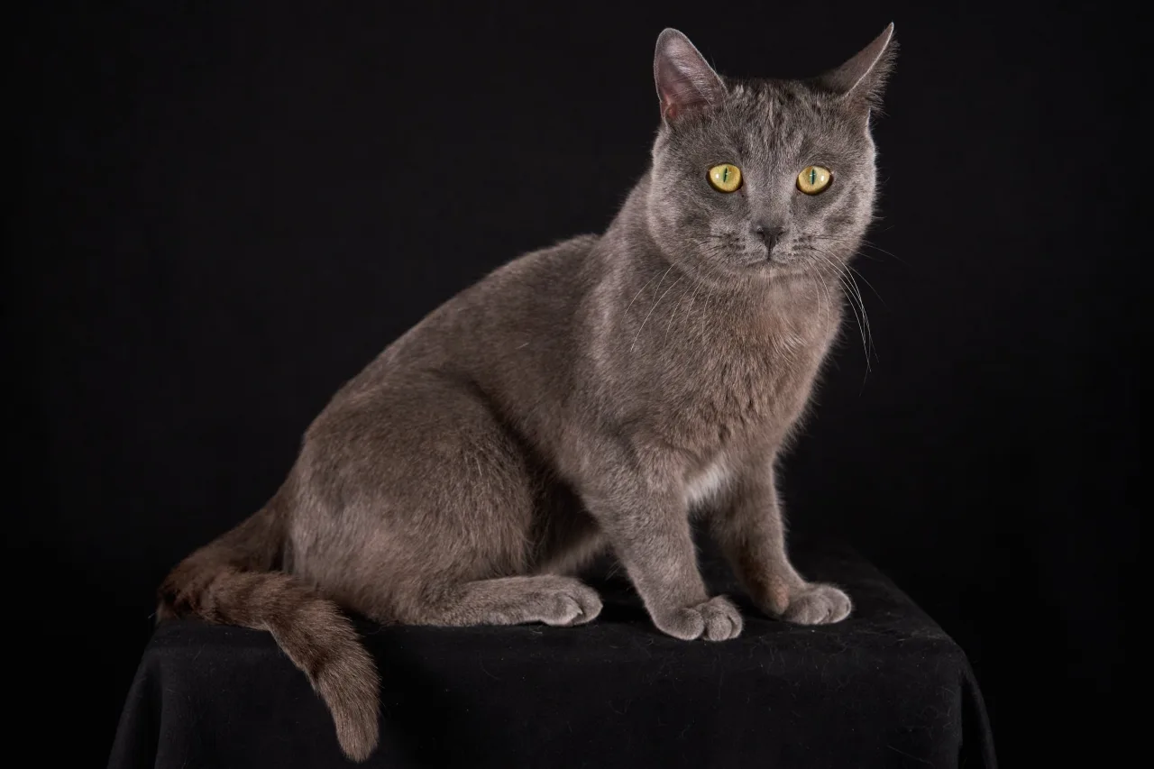 Кошка Сильвер, кот, ЗООзащита, Екатеринбург. Фото 1 из 8.