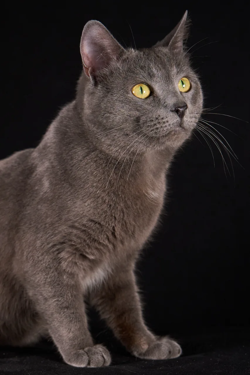 Кошка Сильвер, кот, ЗООзащита, Екатеринбург. Фото 2 из 8.