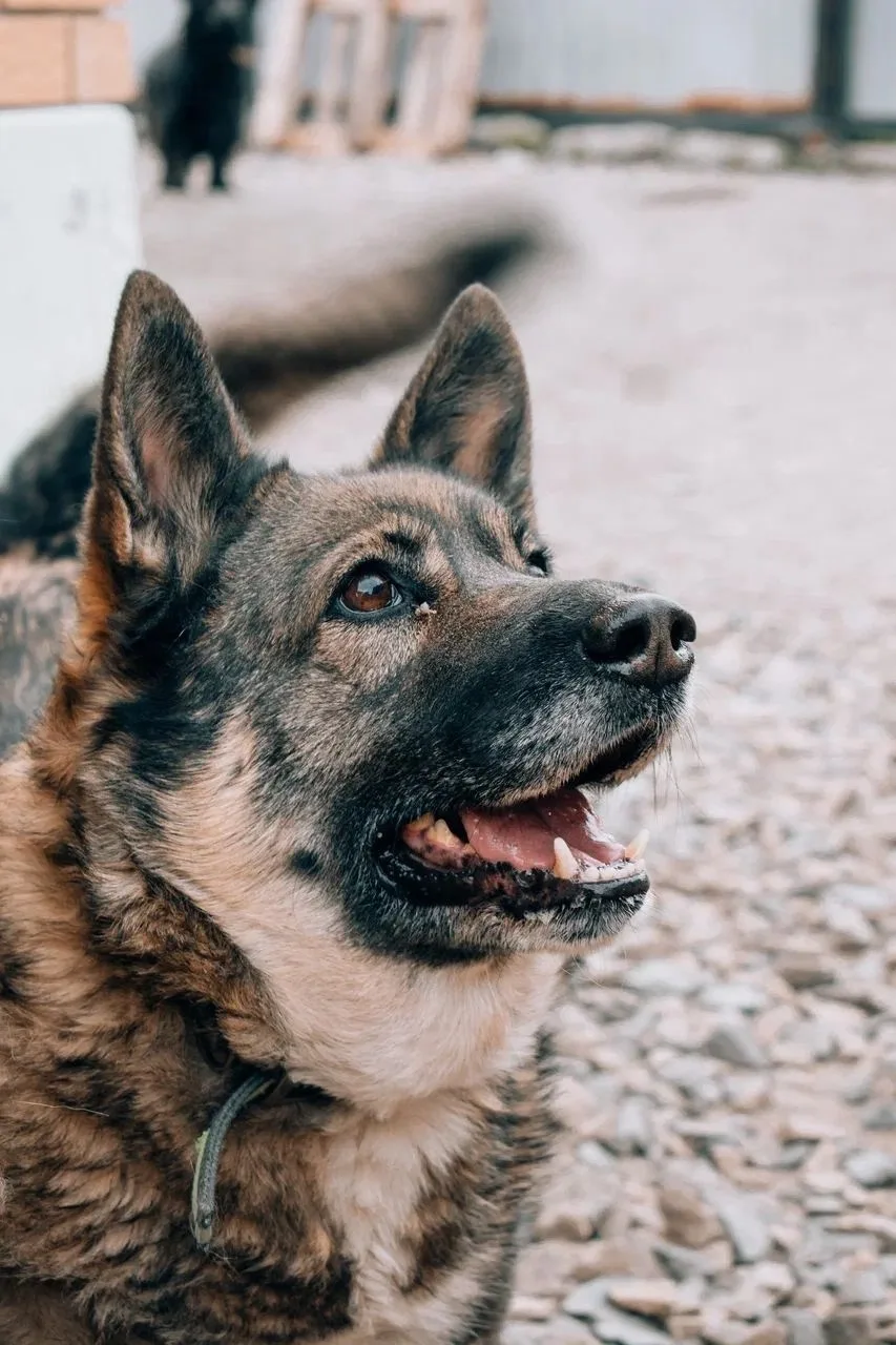 Собака Айка, сука, ЗООзащита, Екатеринбург. Фото 4 из 7.