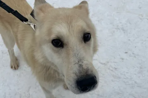 Вайт — собака, Екатеринбург