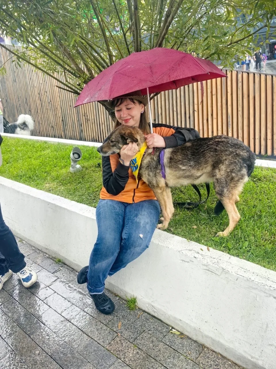 Собака Мелисса, сука, ЗООзащита, Екатеринбург. Фото 3 из 6.