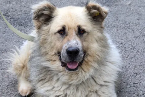 Миша — собака, Екатеринбург