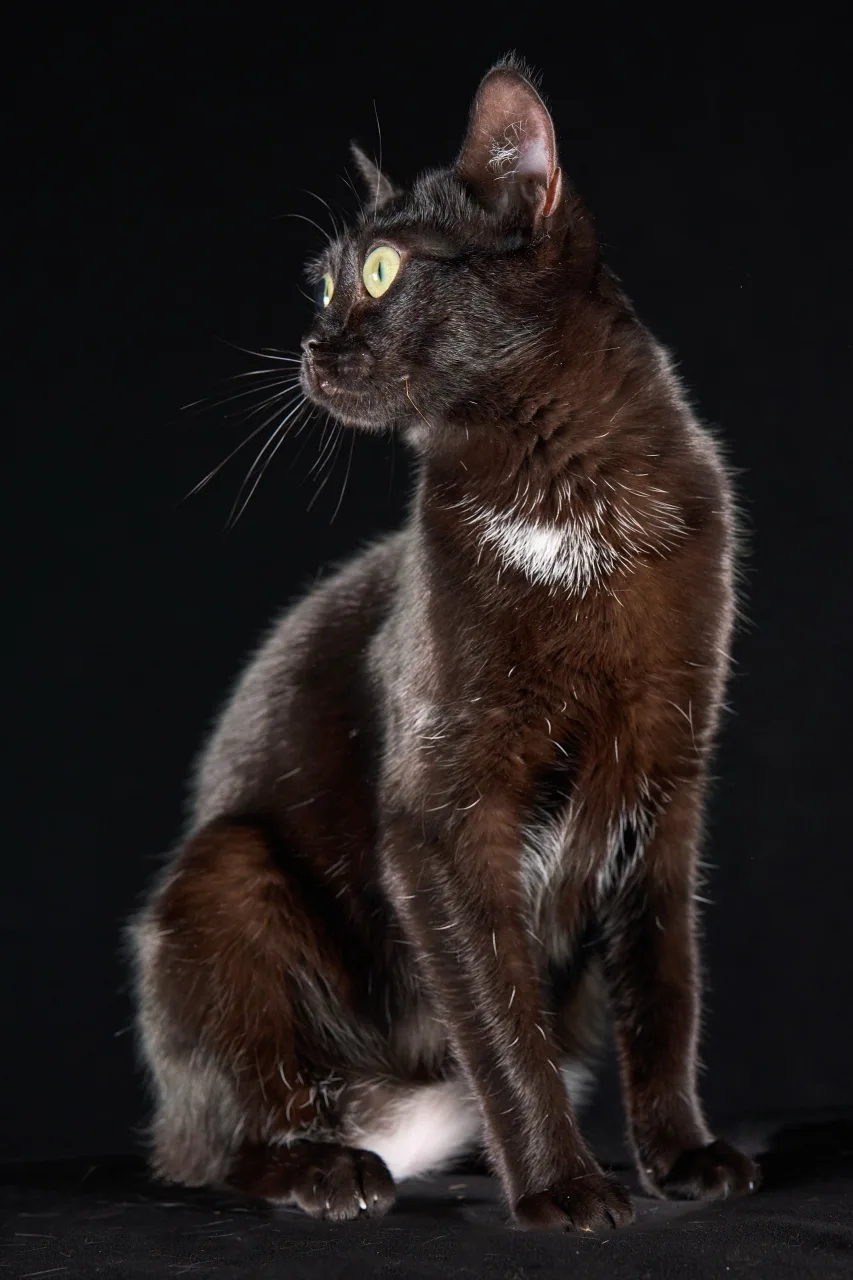 Кошка Чанга, кошка, ЗООзащита, Екатеринбург. Фото 2 из 9.