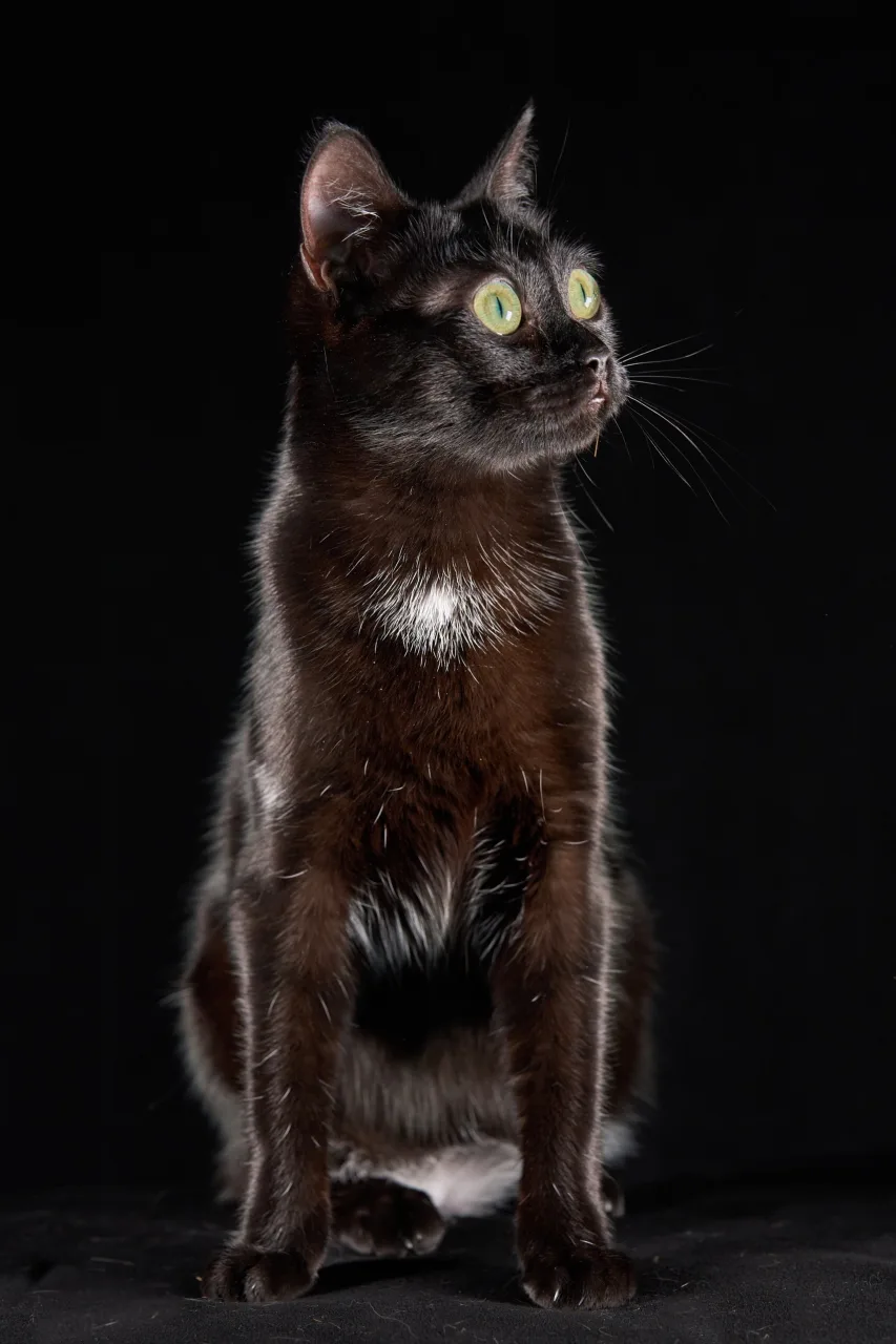 Кошка Чанга, кошка, ЗООзащита, Екатеринбург. Фото 4 из 9.