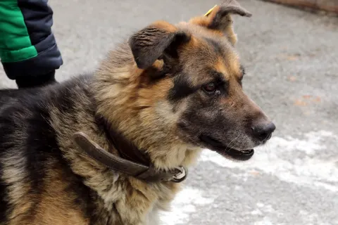 Дюк — собака, Екатеринбург