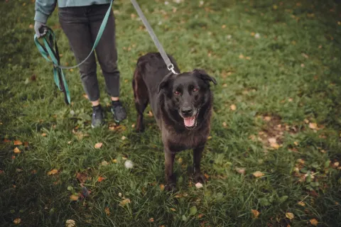 Тайра — собака Около 6 лет, Москва
