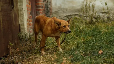 Жан — собака, Екатеринбург