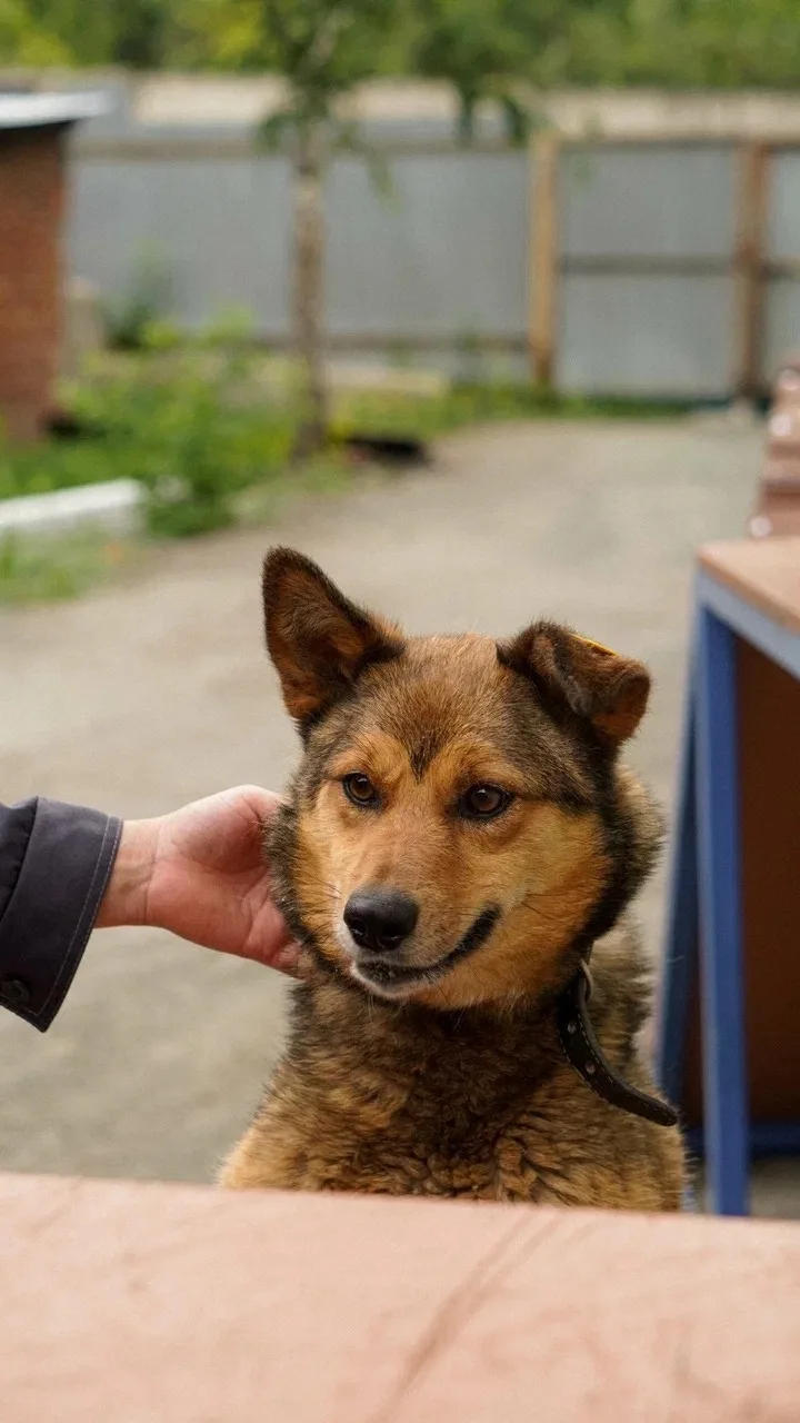 Собака Молли, сука, ЗООзащита, Екатеринбург. Фото 2 из 4.