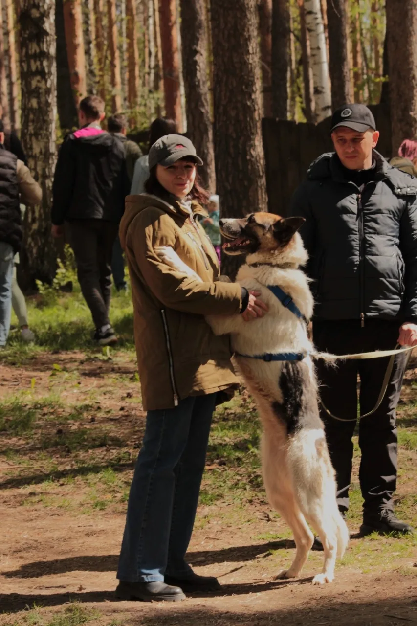 Собака Пятница, сука, ЗООзащита, Екатеринбург. Фото 2 из 9.