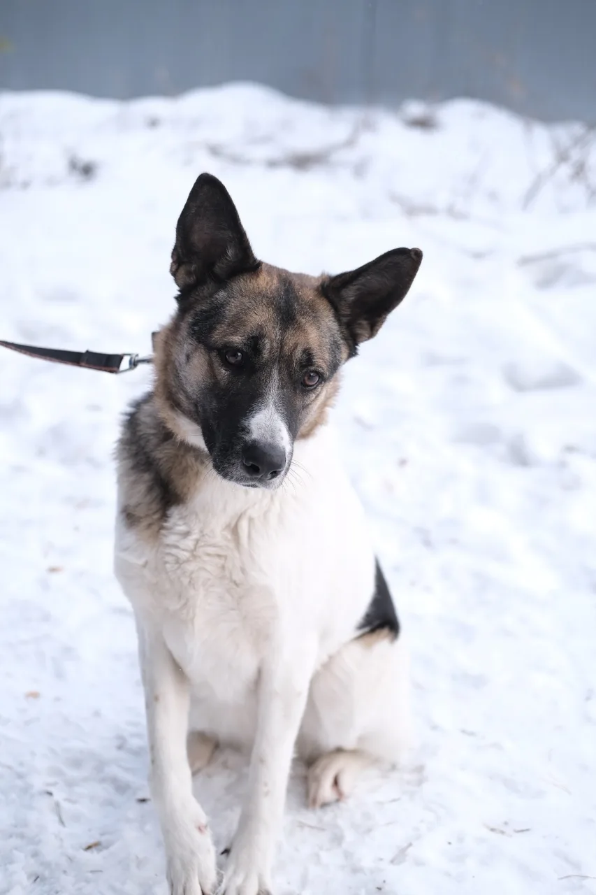 Собака Пятница, сука, ЗООзащита, Екатеринбург. Фото 9 из 9.
