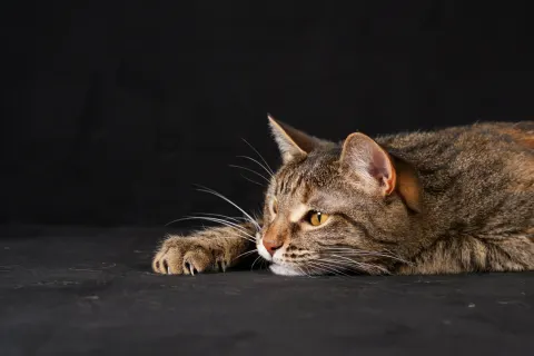 Даная — кошка, Екатеринбург