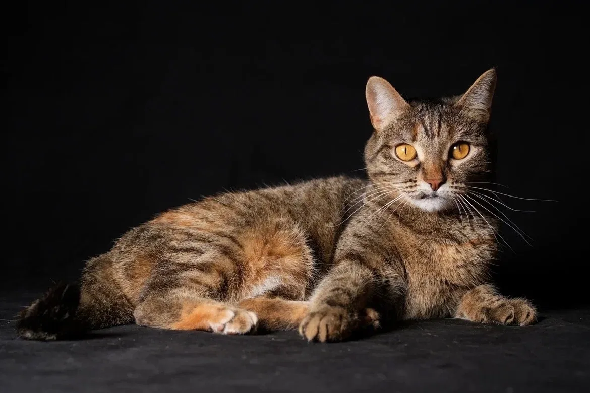 Кошка Даная, кошка, ЗООзащита, Екатеринбург. Фото 2 из 10.